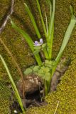 Rue Anemone, Anemonella thalictroides