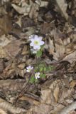 Rue Anemone, Anemonella thalictroides
