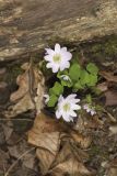 Rue Anemone, Anemonella thalictroides