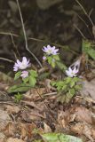 Rue Anemone, Anemonella thalictroides