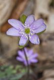 Sharp-lobed Hepatica, Hepatica nobilis var. acuta