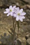 Sharp-lobed Hepatica, Hepatica nobilis var. acuta