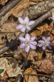 Sharp-lobed Hepatica, Hepatica nobilis var. acuta
