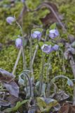 Sharp-lobed Hepatica, Hepatica nobilis var. acuta