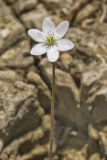 Sharp-lobed Hepatica, Hepatica nobilis var. acuta