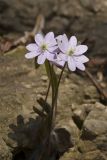 Sharp-lobed Hepatica, Hepatica nobilis var. acuta