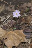 Sharp-lobed Hepatica, Hepatica nobilis var. acuta