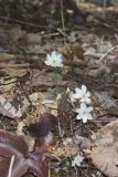 Sharp-lobed Hepatica, Hepatica nobilis var. acuta