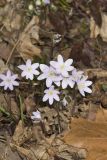 Sharp-lobed Hepatica, Hepatica nobilis var. acuta