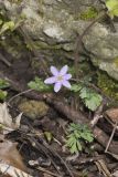Sharp-lobed Hepatica, Hepatica nobilis var. acuta
