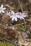 Sharp-lobed Hepatica, Hepatica nobilis var. acuta