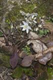 Sharp-lobed Hepatica, Hepatica nobilis var. acuta