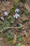 Sharp-lobed Hepatica, Hepatica nobilis var. acuta