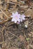 Sharp-lobed Hepatica, Hepatica nobilis var. acuta