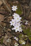 Sharp-lobed Hepatica, Hepatica nobilis var. acuta