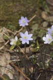 Sharp-lobed Hepatica, Hepatica nobilis var. acuta