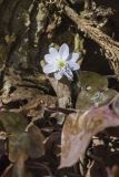 Sharp-lobed Hepatica, Hepatica nobilis var. acuta