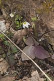 Sharp-lobed Hepatica, Hepatica nobilis var. acuta