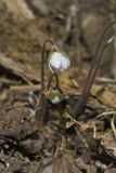 Sharp-lobed Hepatica, Hepatica nobilis var. acuta