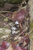 Sharp-lobed Hepatica, Hepatica nobilis var. acuta