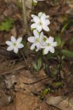 Sharp-lobed Hepatica, Hepatica nobilis var. acuta