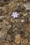 Sharp-lobed Hepatica, Hepatica nobilis var. acuta