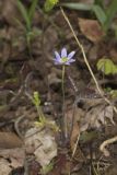 Sharp-lobed Hepatica, Hepatica nobilis var. acuta