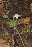 Sharp-lobed Hepatica, Hepatica nobilis var. acuta