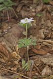 Sharp-lobed Hepatica, Hepatica nobilis var. acuta