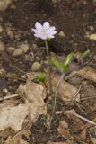 Sharp-lobed Hepatica, Hepatica nobilis var. acuta