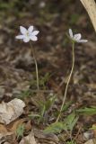Sharp-lobed Hepatica, Hepatica nobilis var. acuta