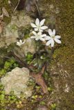 Sharp-lobed Hepatica, Hepatica nobilis var. acuta