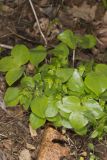 Sharp-lobed Hepatica, Hepatica nobilis var. acuta