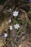Sharp-lobed Hepatica, Hepatica nobilis var. acuta