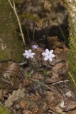 Sharp-lobed Hepatica, Hepatica nobilis var. acuta