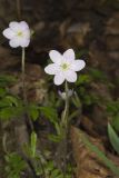Sharp-lobed Hepatica, Hepatica nobilis var. acuta