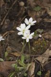 Sharp-lobed Hepatica, Hepatica nobilis var. acuta
