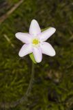 Sharp-lobed Hepatica, Hepatica nobilis var. acuta