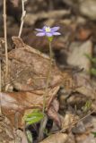 Sharp-lobed Hepatica, Hepatica nobilis var. acuta