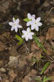 Sharp-lobed Hepatica, Hepatica nobilis var. acuta