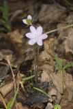 Sharp-lobed Hepatica, Hepatica nobilis var. acuta