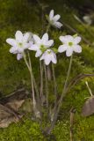 Sharp-lobed Hepatica, Hepatica nobilis var. acuta