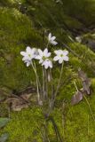 Sharp-lobed Hepatica, Hepatica nobilis var. acuta