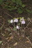 Sharp-lobed Hepatica, Hepatica nobilis var. acuta