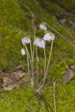Sharp-lobed Hepatica, Hepatica nobilis var. acuta