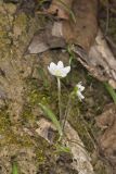 Sharp-lobed Hepatica, Hepatica nobilis var. acuta