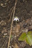Sharp-lobed Hepatica, Hepatica nobilis var. acuta