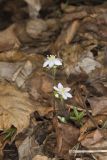 Sharp-lobed Hepatica, Hepatica nobilis var. acuta