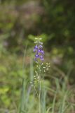 Tall Larkspur, Delphinium exaltatum