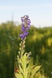 Tall Larkspur, Delphinium exaltatum